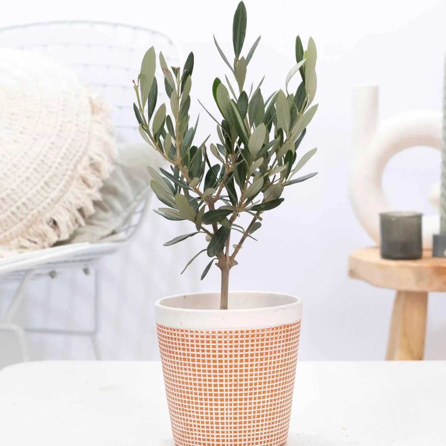 Olivenbaum - Mediterranes Flair sofort