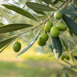 Olivenbaum - Mediterranes Flair sofort