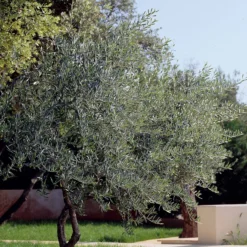 Olivenbaum - Mediterranes Flair sofort