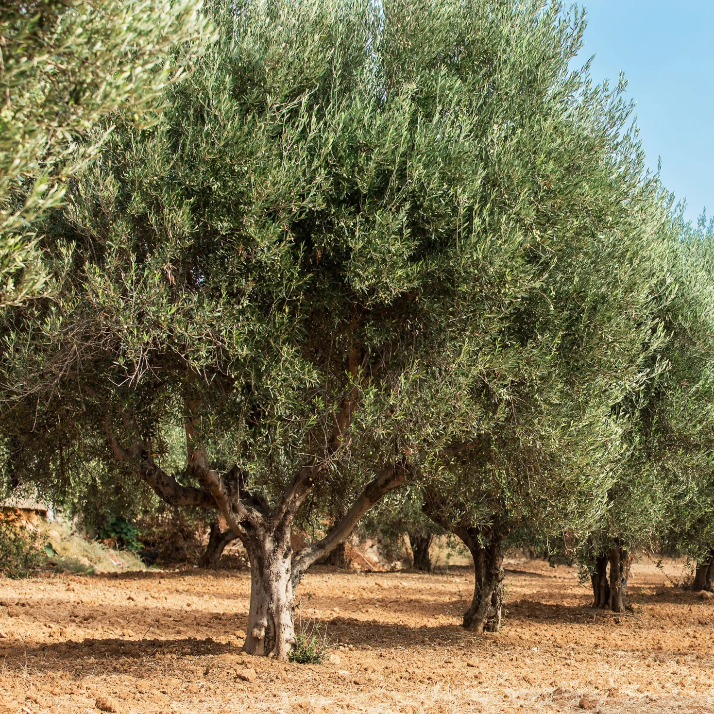 Olivenbaum - Mediterranes Flair sofort