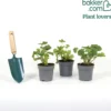 Orangefarbene Geranien (x3) - Sofort Sommerfarbe pur
