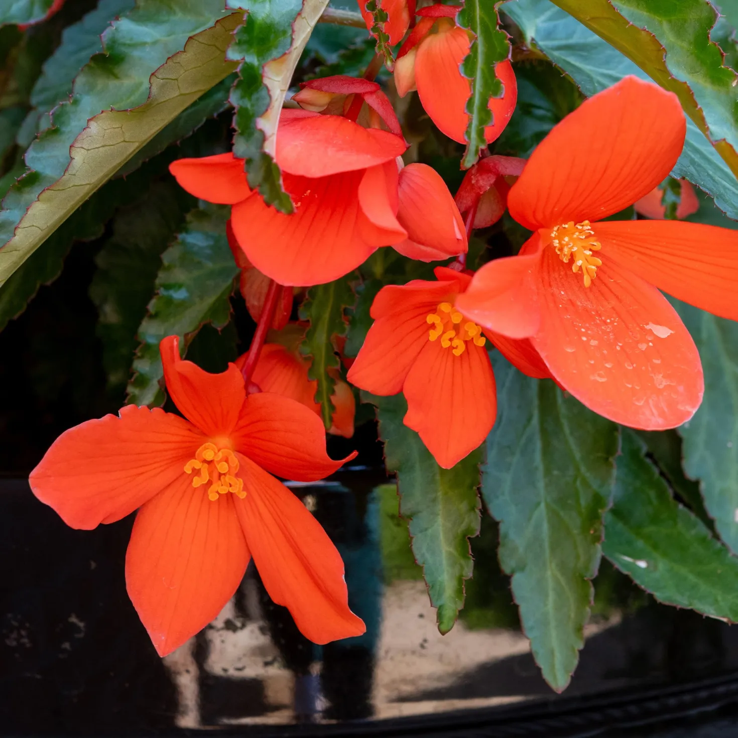 Orange Hängende Begonie - Sofort leuchtender Blütenfall