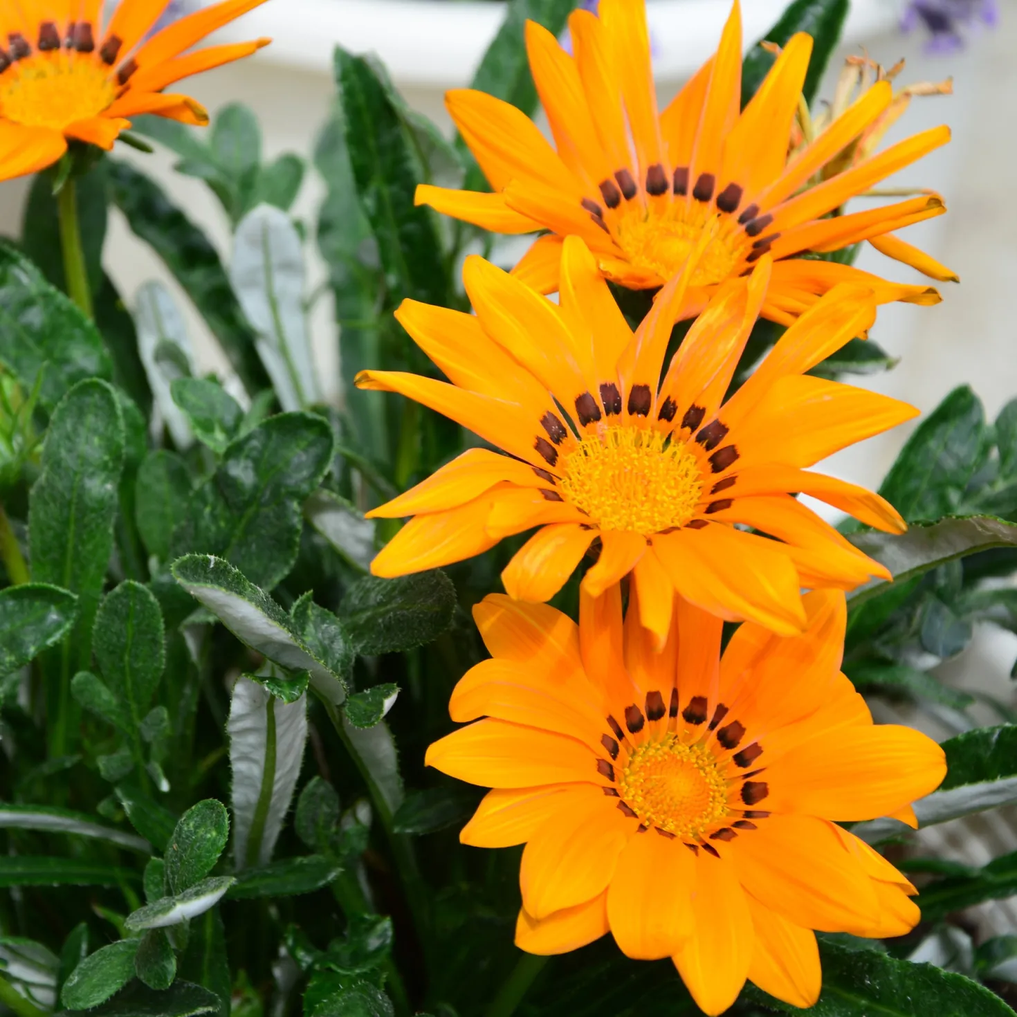 orange Mittagsgold - Sonne satt im Beet