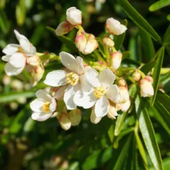 Orangenblume Aztec Pearl - Duftblüten das ganze Jahr