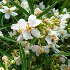 Orangenblume Aztec Pearl - Duftblüten das ganze Jahr