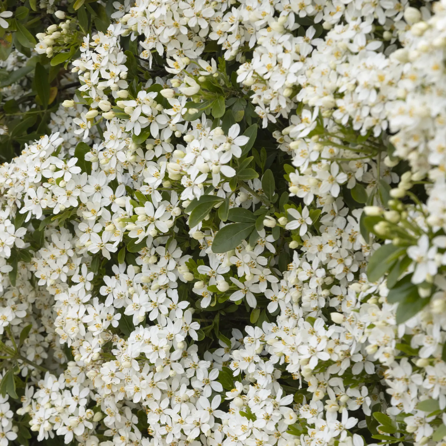 Orangenblume - Duft und Blüte den ganzen Sommer