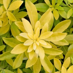 Orangenblume ‘Sundance’ - Goldlaub das ganze Jahr