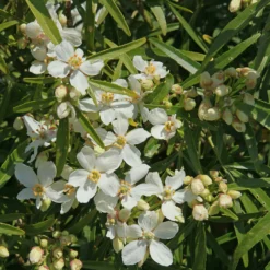 Orangenblume White Dazzler ® - Duftende Blüten, Jahr für Jahr