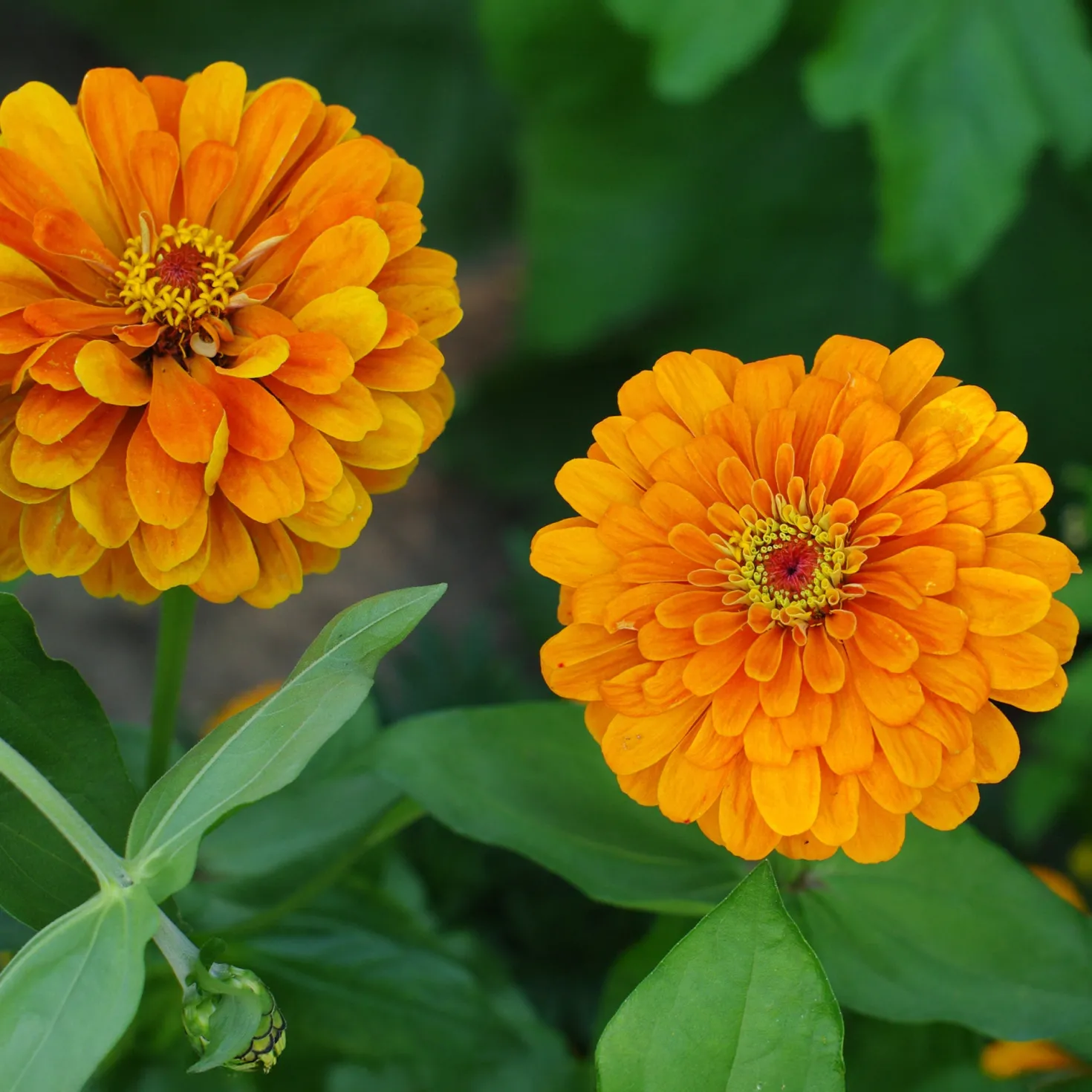 orange Zinnie - Orange, die den Sommer feiert