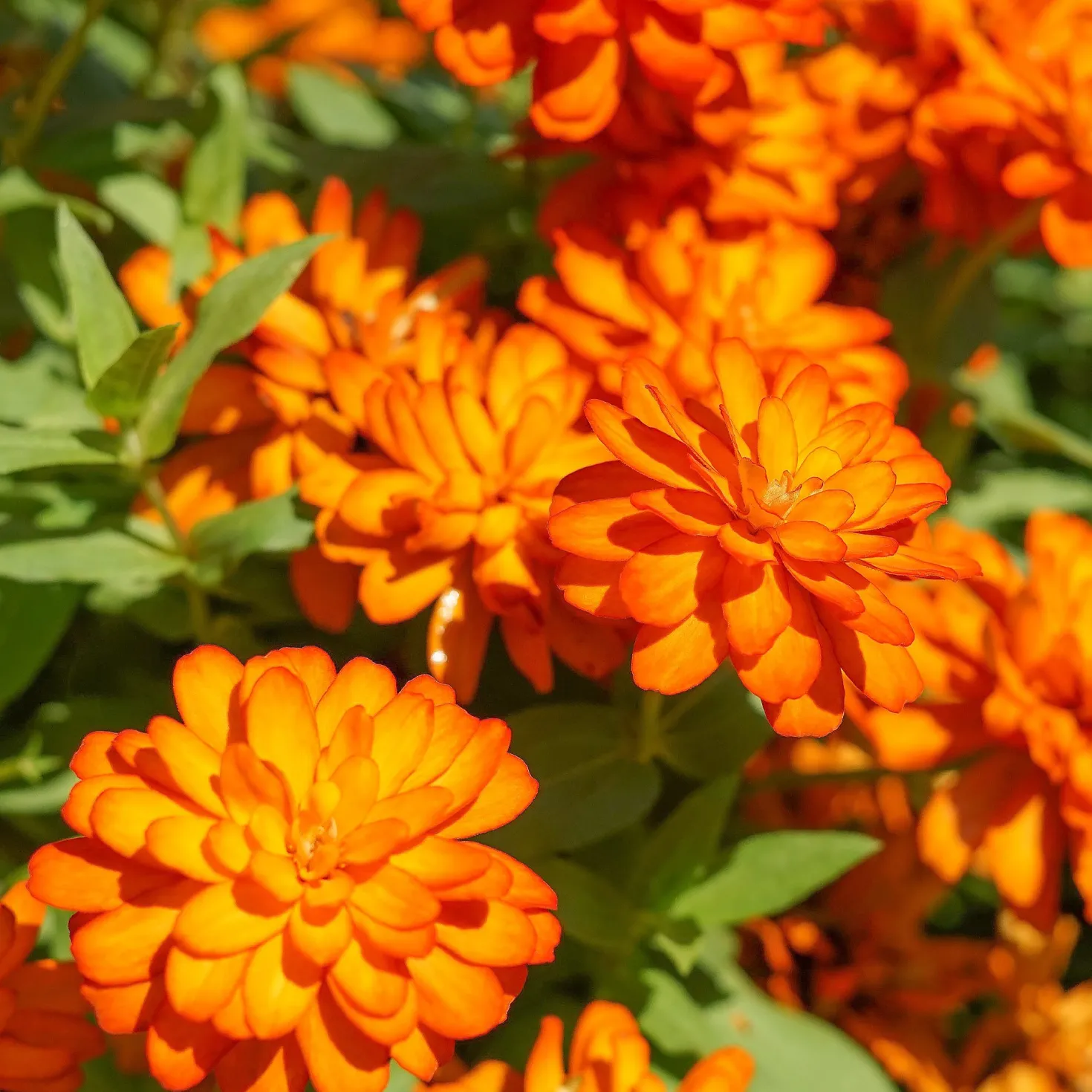 orange Zinnie - Orange, die den Sommer feiert