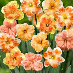 Orchideen-Narzissen Mischung (x10) - Frühling in voller Blüte
