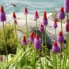 Orchideen-Primel - Blüht wie eine Kerze