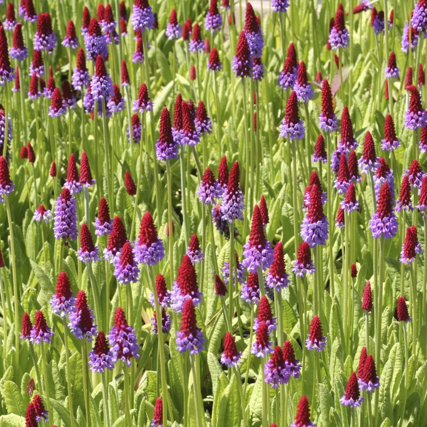 Orchideen-Primel - Blüht wie eine Kerze