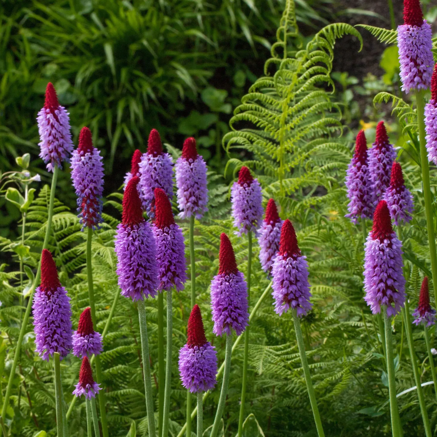 Orchideen-Primel - Blüht wie eine Kerze