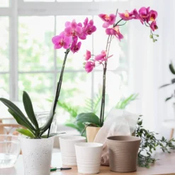 Orchidee rosa - Blüht fast das ganze Jahr