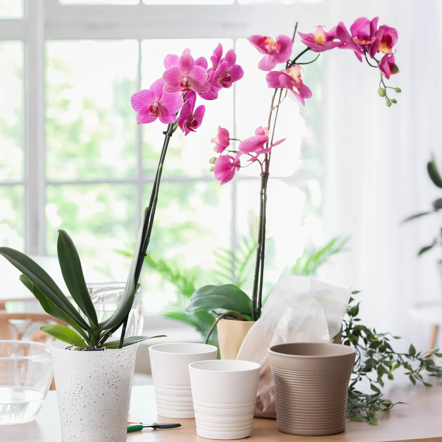 Orchidee rosa - Blüht fast das ganze Jahr