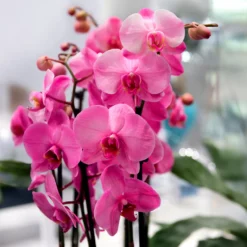 Orchidee rosa - Blüht fast das ganze Jahr