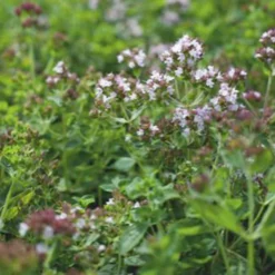 Oregano Bio - Aroma frisch vom Balkon