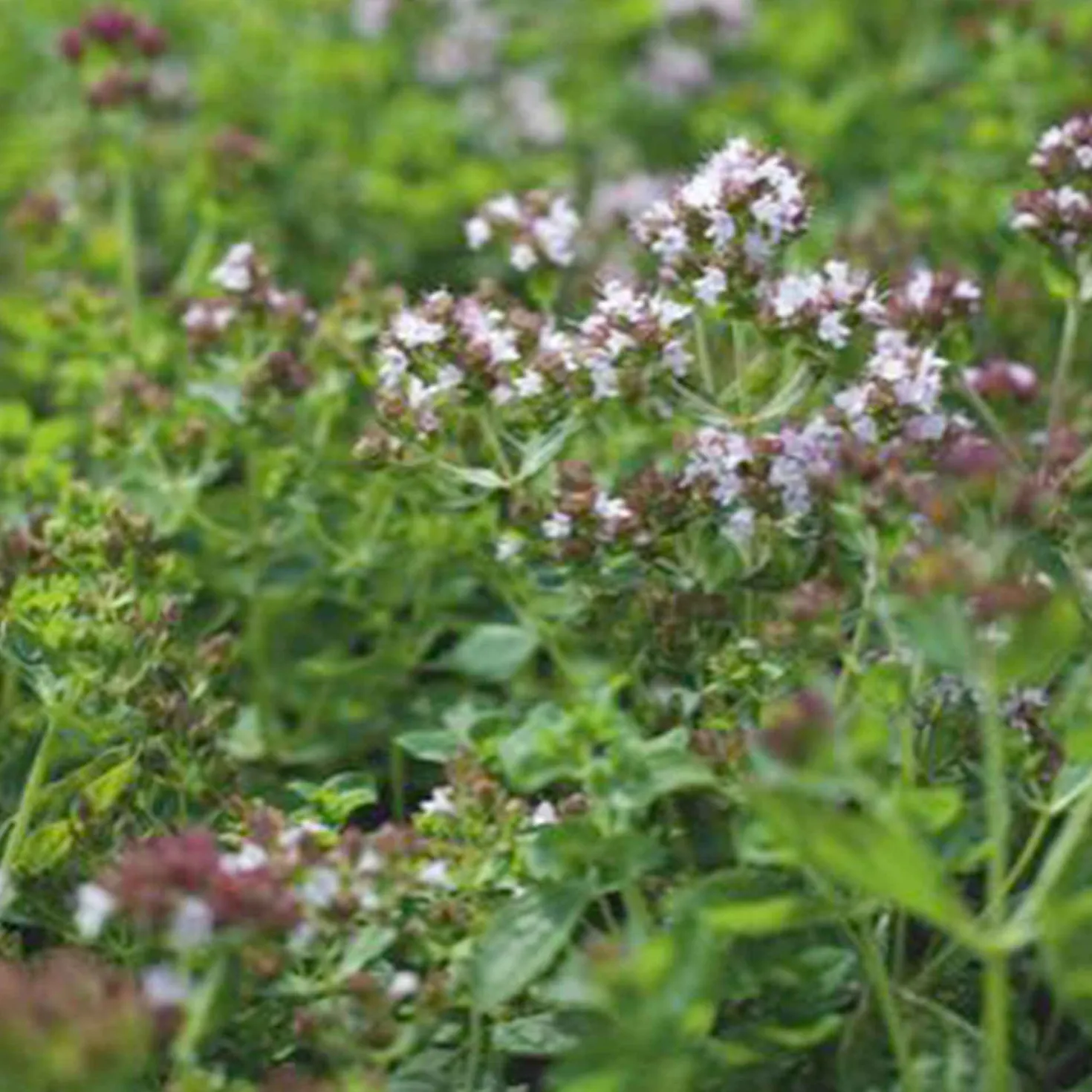 Oregano Bio - Aroma frisch vom Balkon