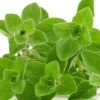 Oregano - Mediterran würzen im Nu