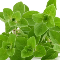 Oregano - Mediterran würzen im Nu