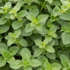 Oregano - Mediterran würzen im Nu