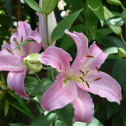 Orientalische Lilien Josephine (x3) - Duft und Rosa im Beet