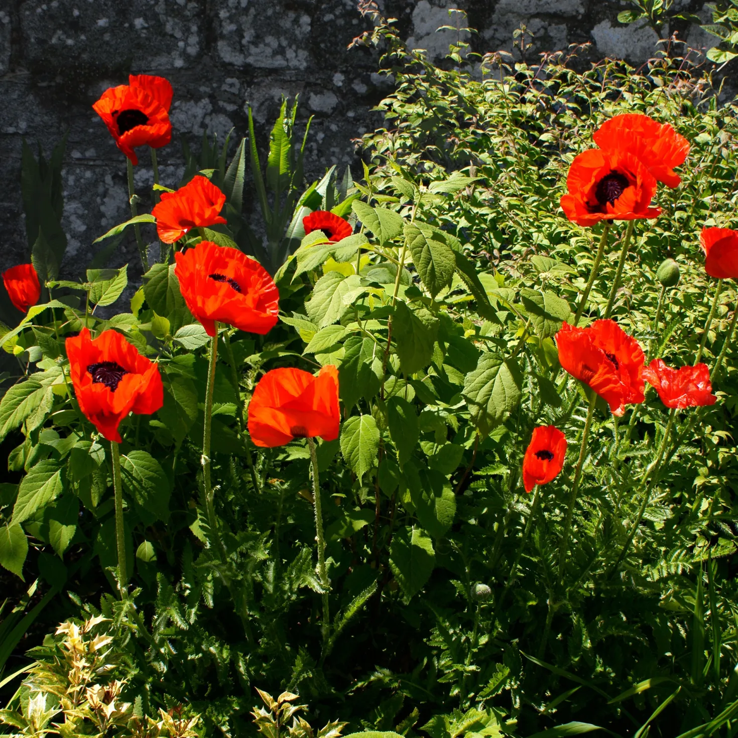 Orientalischer Mohn 'Beauty of Livermere' - Riesige Blüten, kaum Pflege