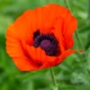 Orientalischer Mohn 'Brillant' - Feuerrote Blüten im Beet