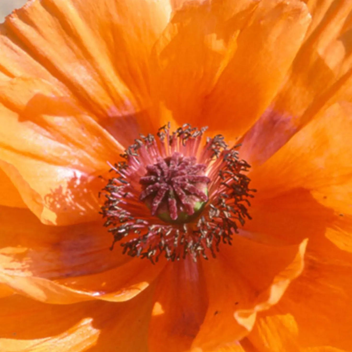 Orientalischer Mohn Harvest Moon - Leuchtendes Orange im Beet