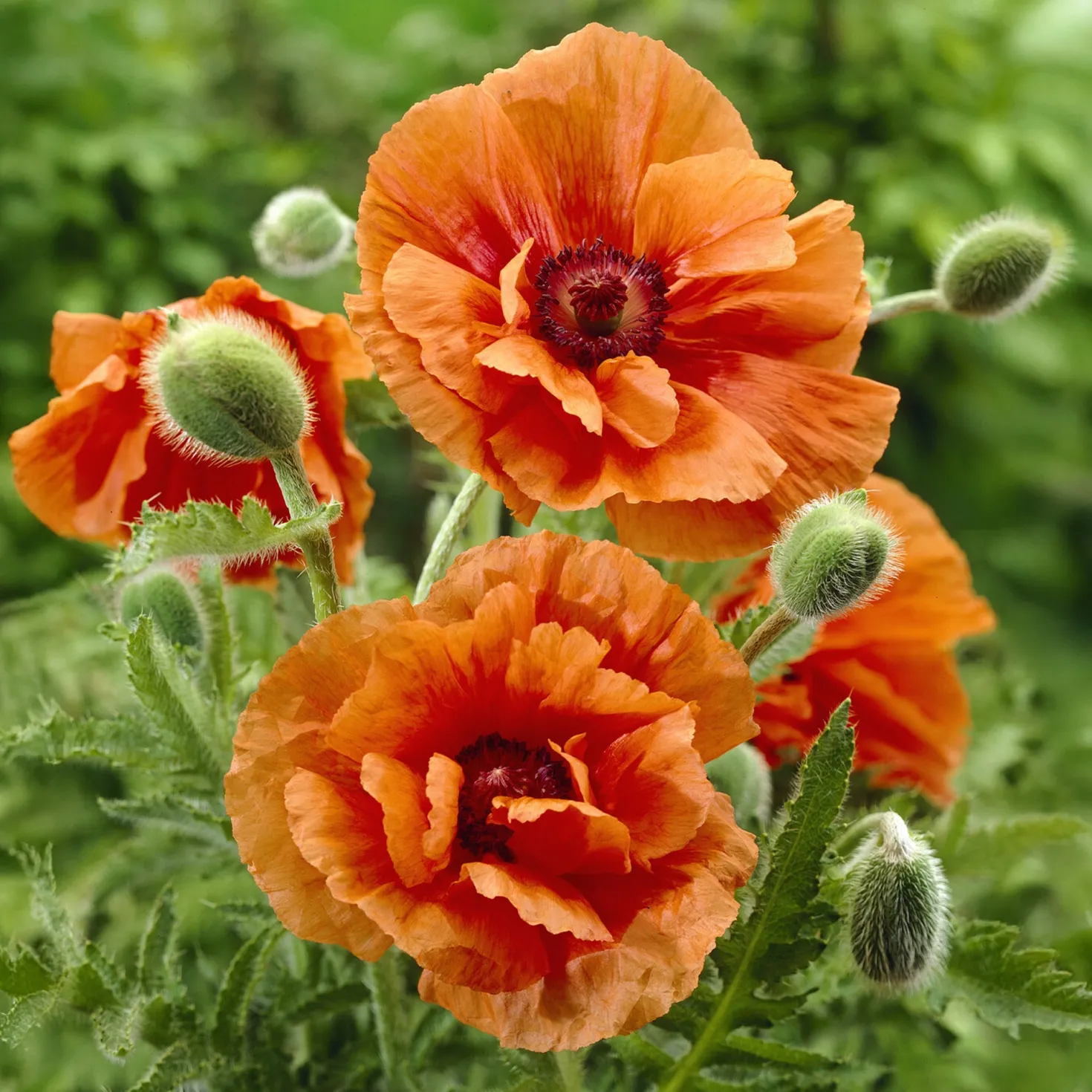 Orientalischer Mohn Harvest Moon - Leuchtendes Orange im Beet