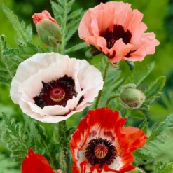 Orientalischer Mohn Mischung (x3) - Riesenblüten in Seidenoptik