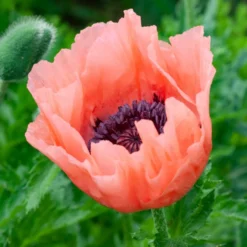 Orientalischer Mohn Pattys Plum - Seltene Mohnfarbe im Beet