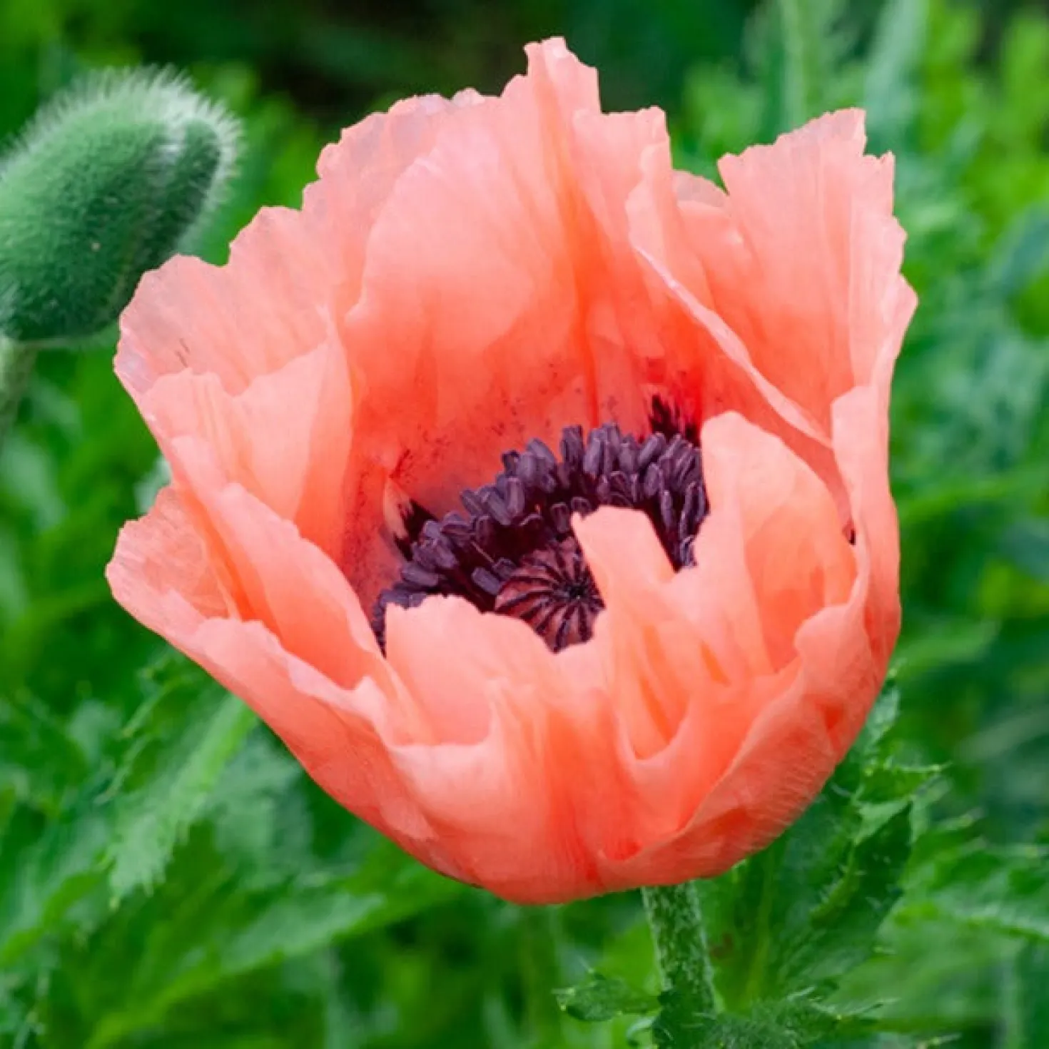Orientalischer Mohn Pattys Plum - Seltene Mohnfarbe im Beet
