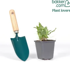 Orientalischer Mohn Pattys Plum - Seltene Mohnfarbe im Beet