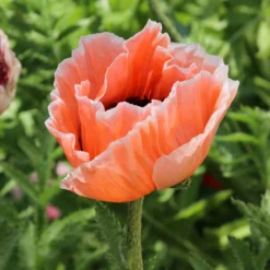 Orientalischer Mohn 'Picotee' - Riesenblüten mit Aha-Effekt