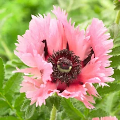 Orientalischer Mohn 'Pink Perfection' (x2) - Große rosa Blüten im Nu
