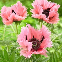 Orientalischer Mohn 'Pink Perfection' (x2) - Große rosa Blüten im Nu