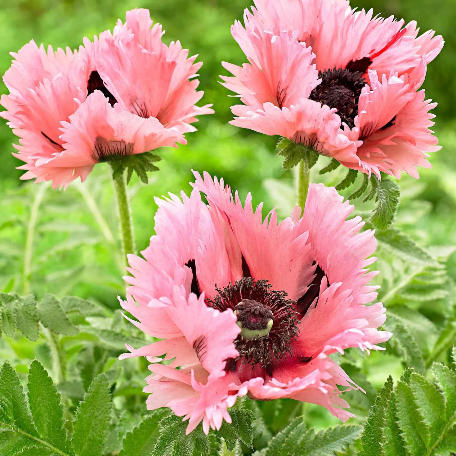 Orientalischer Mohn 'Pink Perfection' (x2) - Große rosa Blüten im Nu