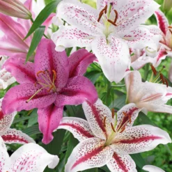 Orientalische Tigerlilien Mischung (x6) - Duft und Farbe im Sommer