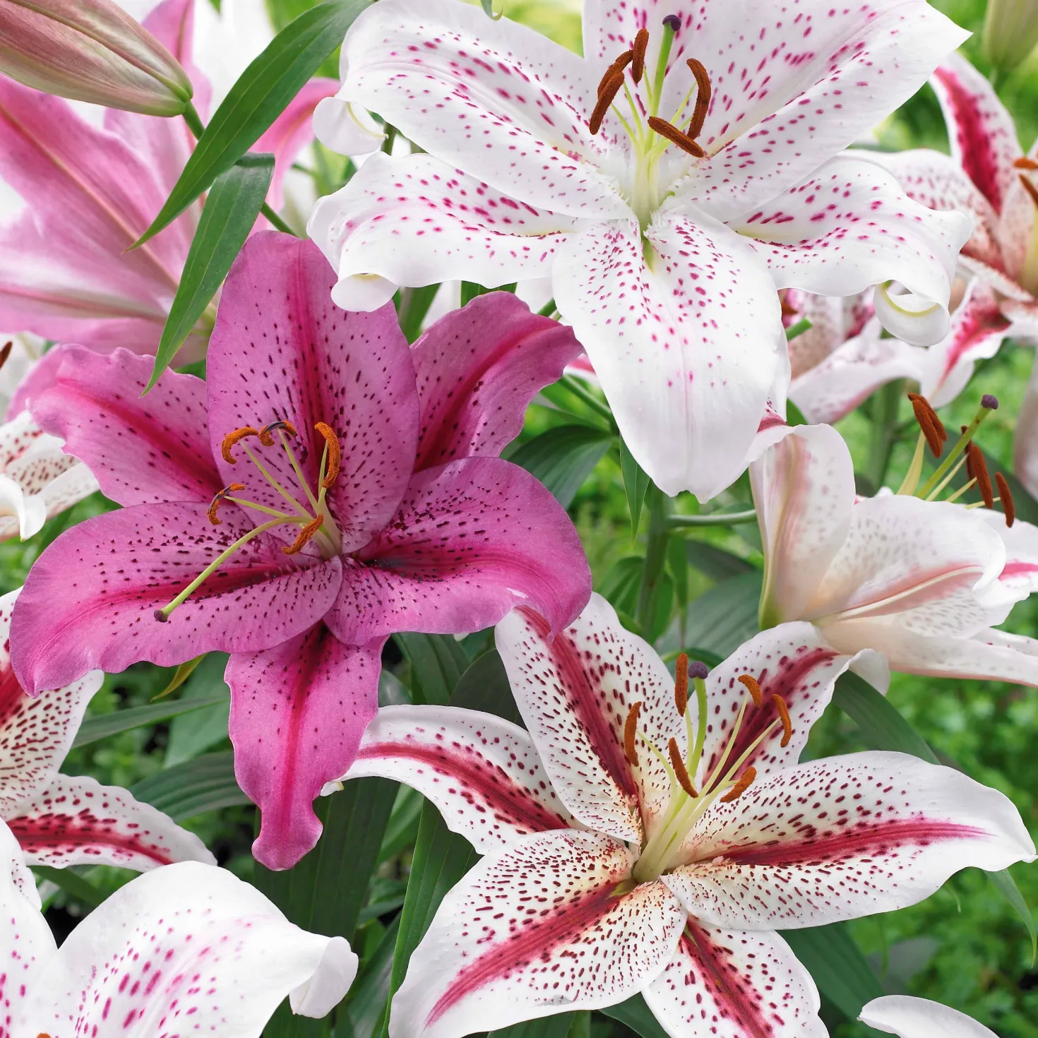 Orientalische Tigerlilien Mischung (x6) - Duft und Farbe im Sommer