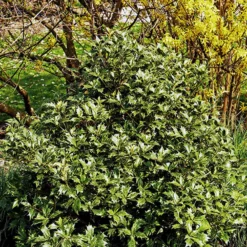 Osmanthus - Duftender Sichtschutz das Jahr