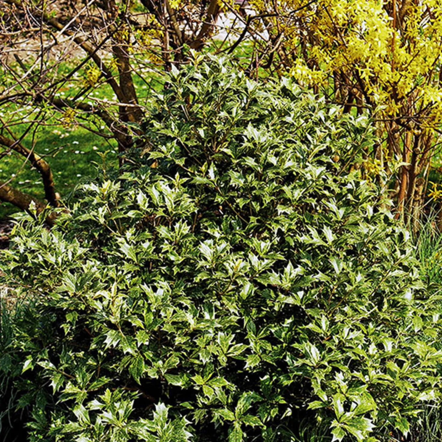 Osmanthus - Duftender Sichtschutz das Jahr