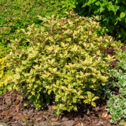 Osmanthus 'Goshiki' (buntlaubig) - Buntes Laub das ganze Jahr