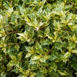 Osmanthus 'Goshiki' (buntlaubig) - Buntes Laub das ganze Jahr