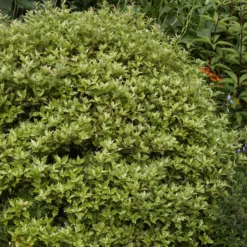 Osmanthus 'Goshiki' (buntlaubig) - Buntes Laub das ganze Jahr