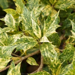 Osmanthus 'Goshiki' (buntlaubig) - Buntes Laub das ganze Jahr