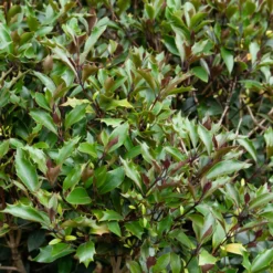 Osmanthus ‘Purpureus’ - Duft und Farbe das ganze Jahr