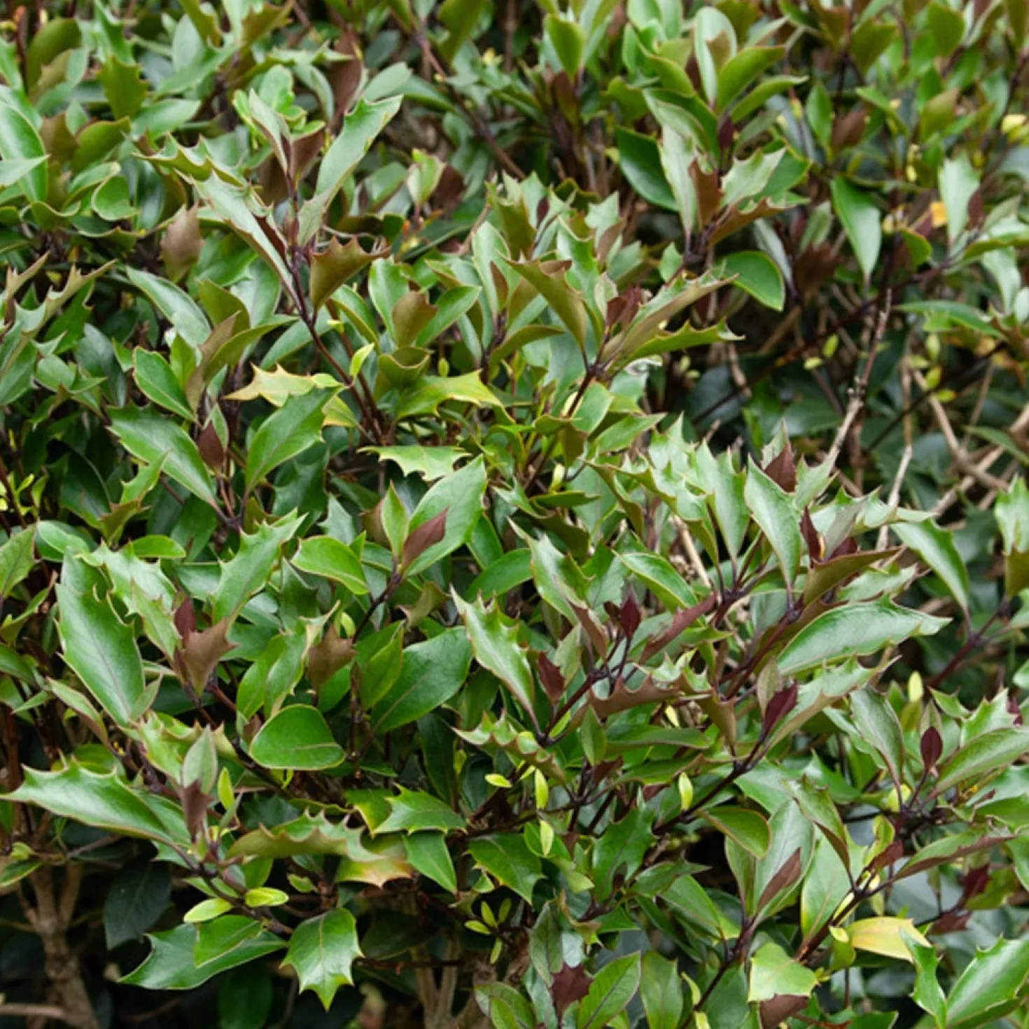 Osmanthus ‘Purpureus’ - Duft und Farbe das ganze Jahr