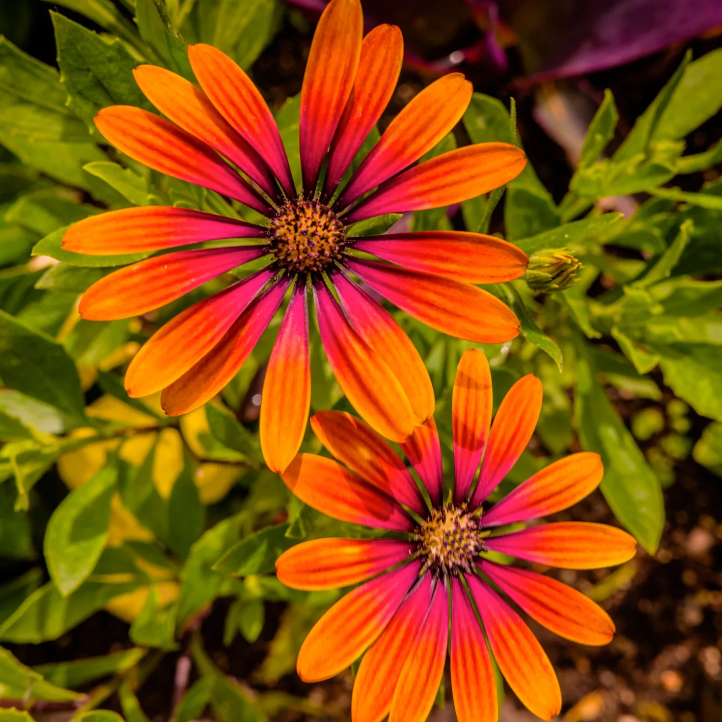 Osteospermum purple sun - Sonnenblüten den ganzen Sommer